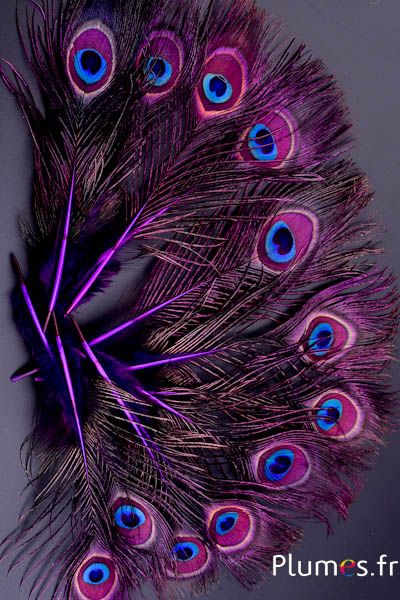 Paon bleu miniature - 15-25 cm - aubergine